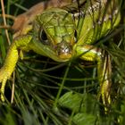 lezard vert au col de vence