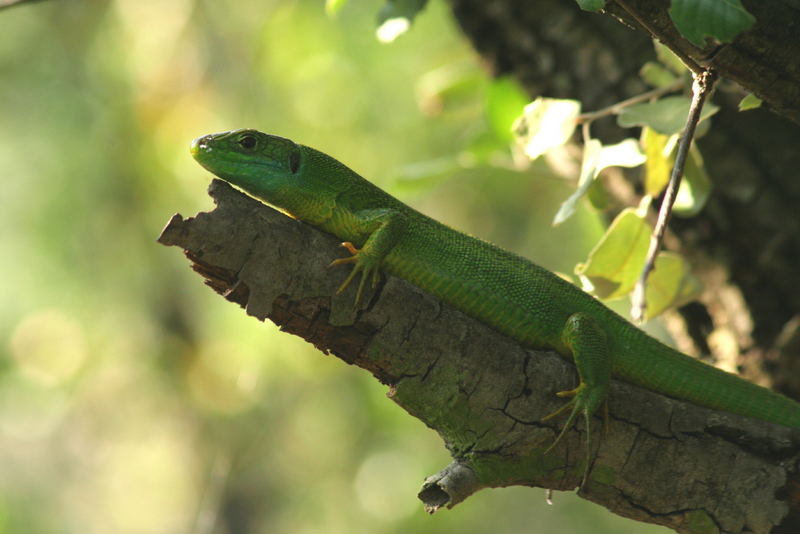 Lézard vert