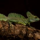 Lézard vert (Basiliscus plumifrons, basilic vert ou lézard Jésus-Christ)