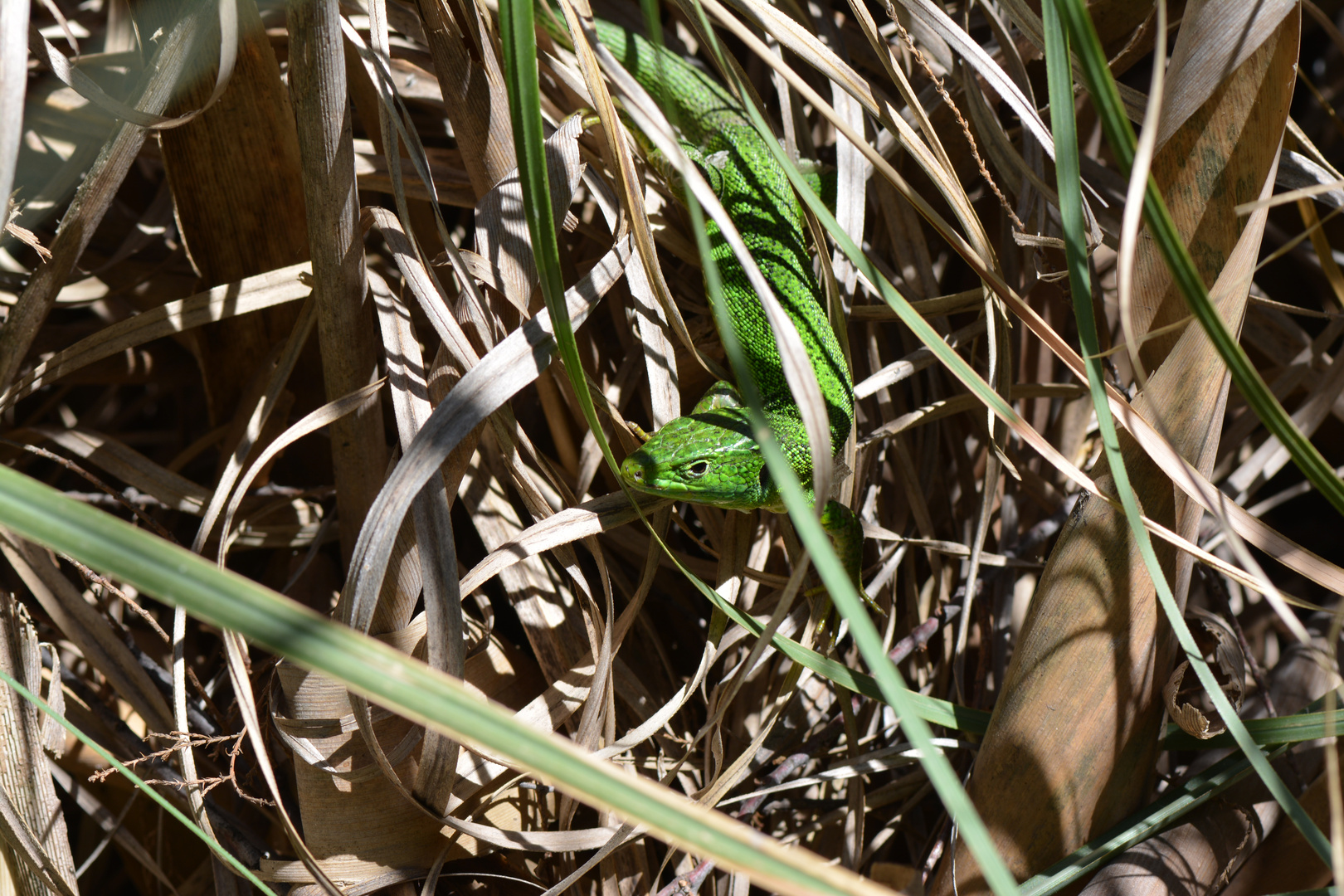 Lézard vert bien caché!!