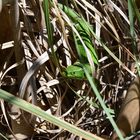 Lézard vert bien caché!!