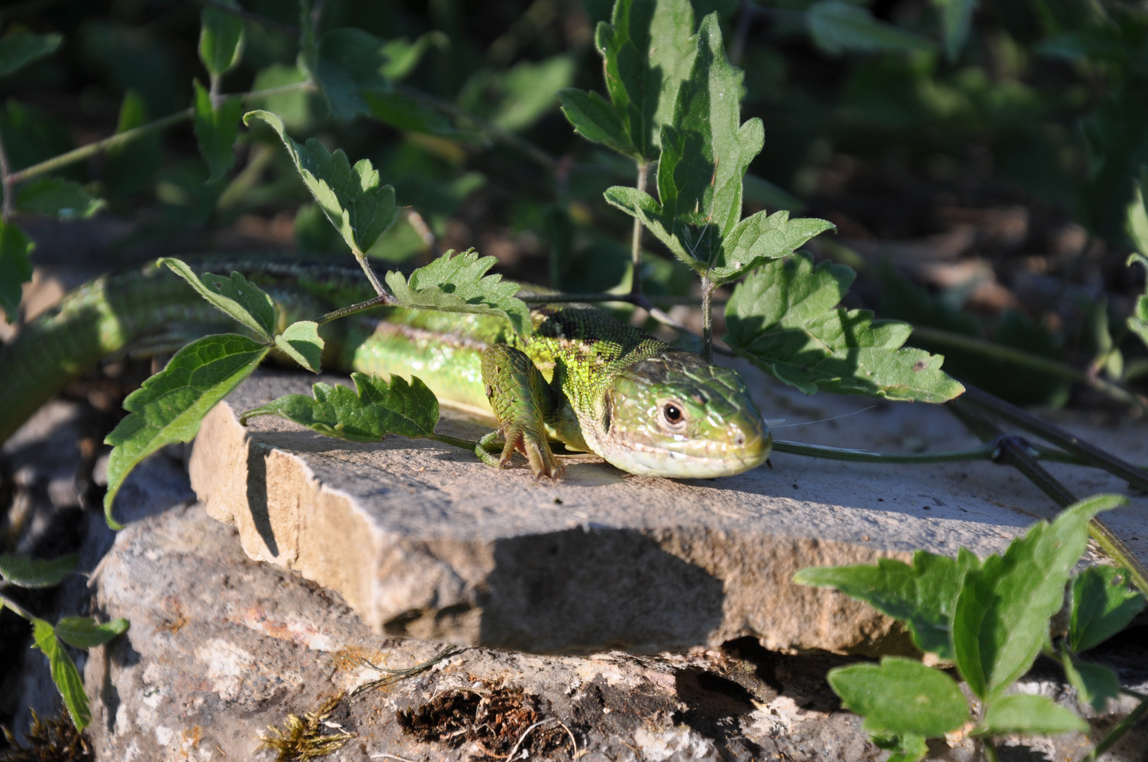 lézard vert