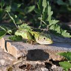 lézard vert