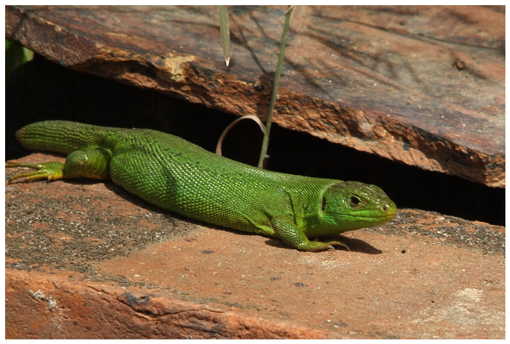 Lézard vert