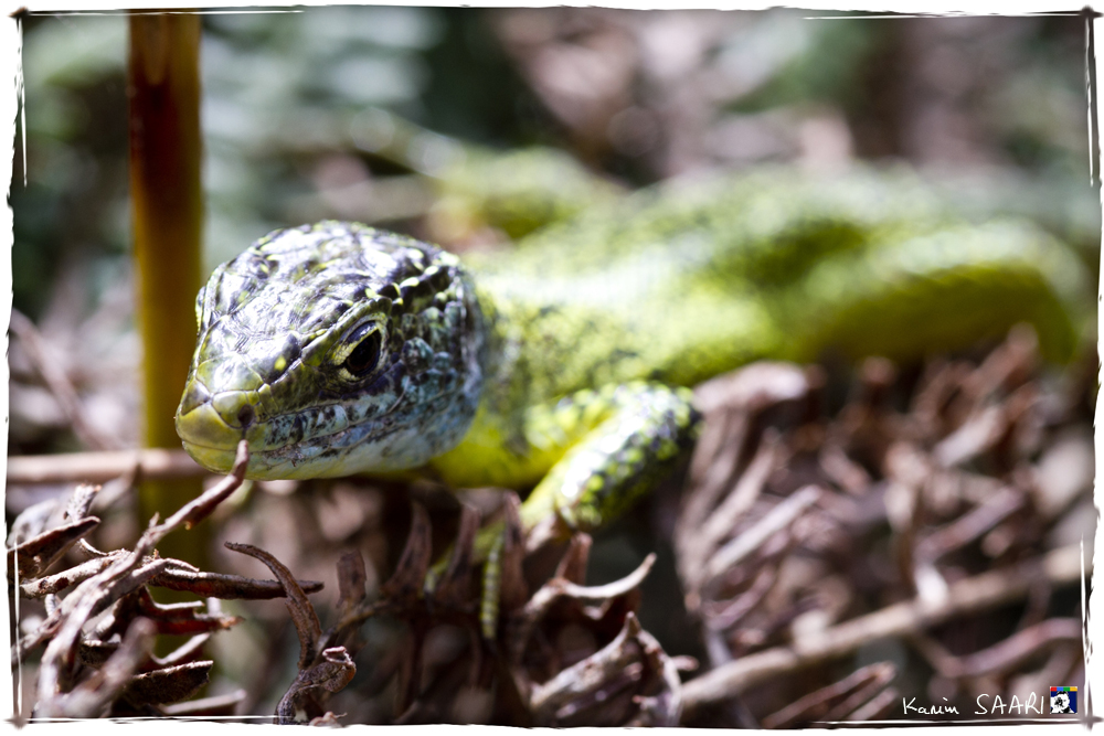 Lézard vert