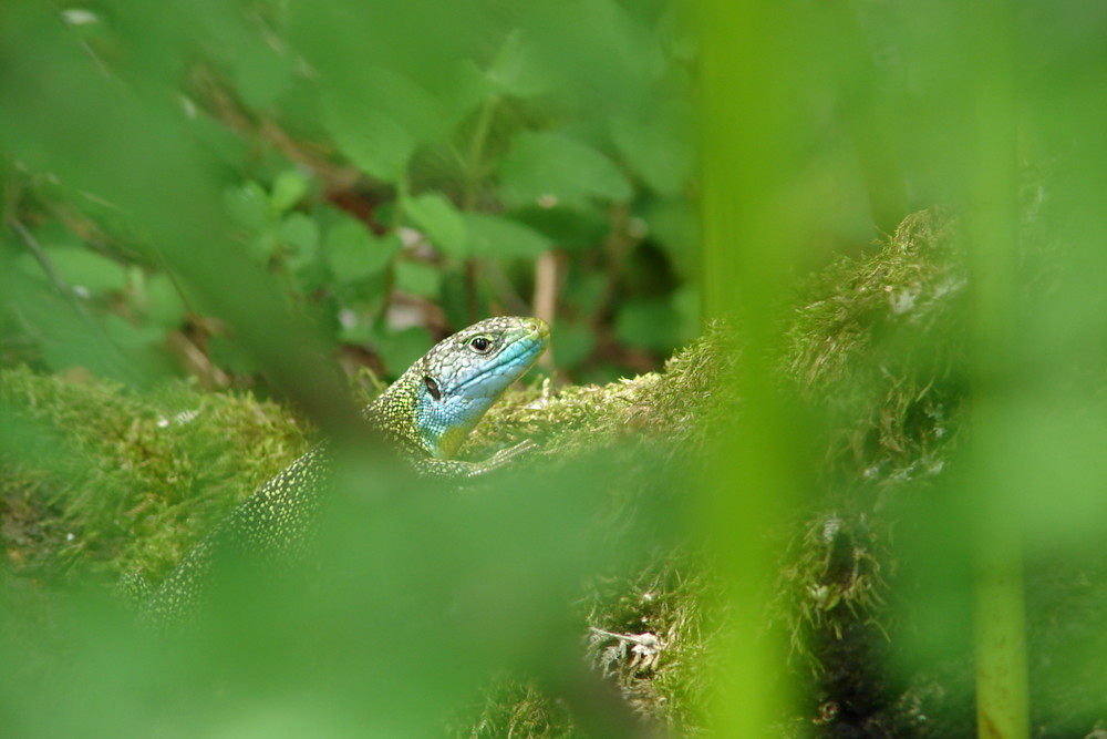 lezard vert occelé male