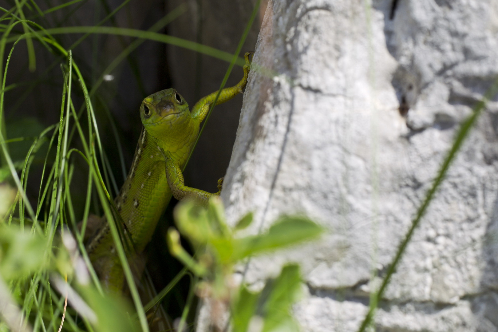 lezard vert tu te cache