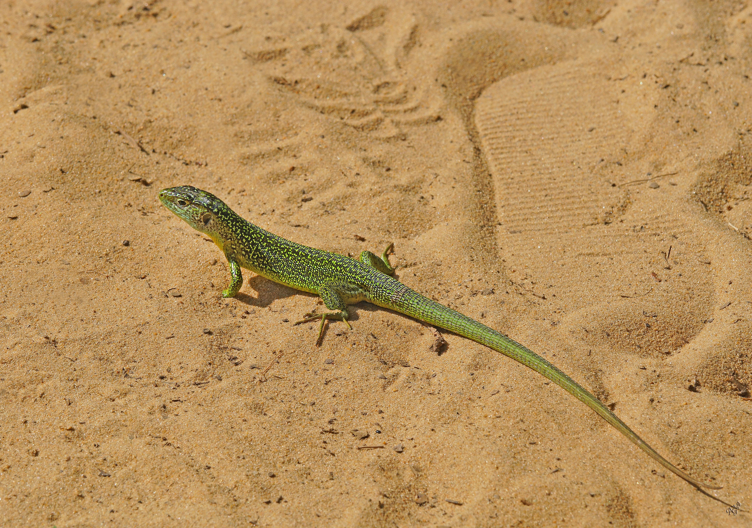 Lézarder sur le sable.....