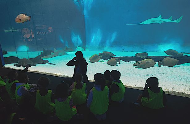Lezione all' Acquario