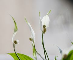 Leztens auf meinem Fensterbrett