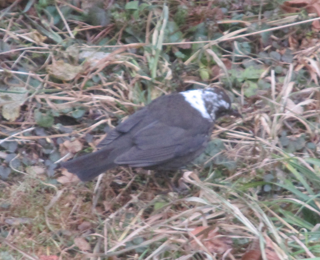 lezuistische Amsel 