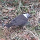 lezuistische Amsel 