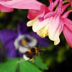 LFototreff 2013 Langener Schloßhummel out of cam jpeg