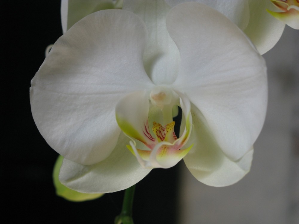 LGS Bingen Orchidee 2