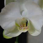 LGS Bingen Orchidee 2