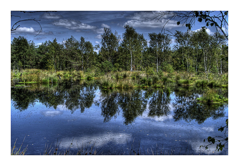 LH 2 Pitzmoor bei Schneverdingen Lüneburger Heide