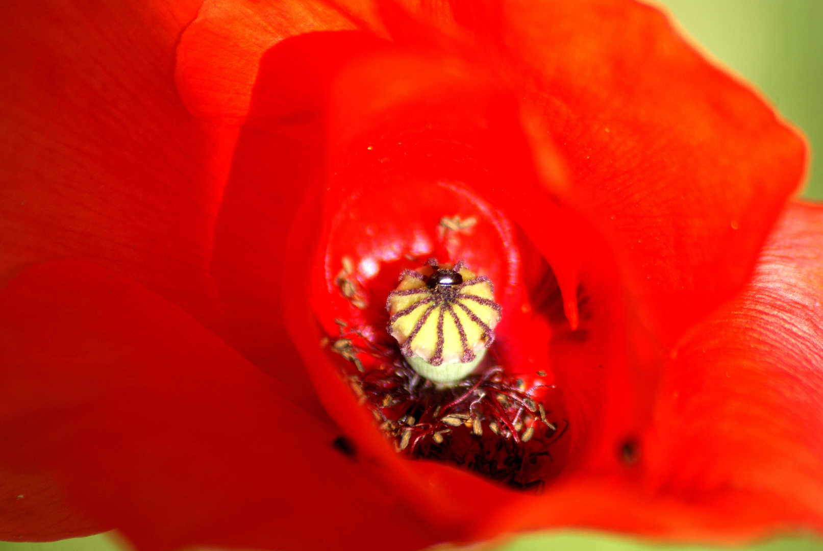 L'habitant du coquelicot