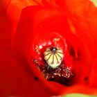 L'habitant du coquelicot