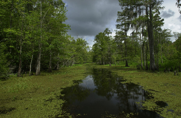 L'habitat de l'alligator en Louisiane