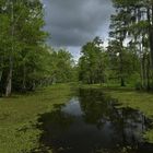 L'habitat de l'alligator en Louisiane
