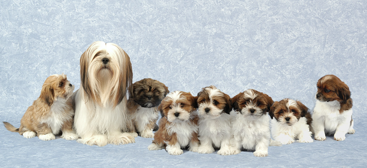 Lhasa Apso