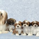 Lhasa Apso