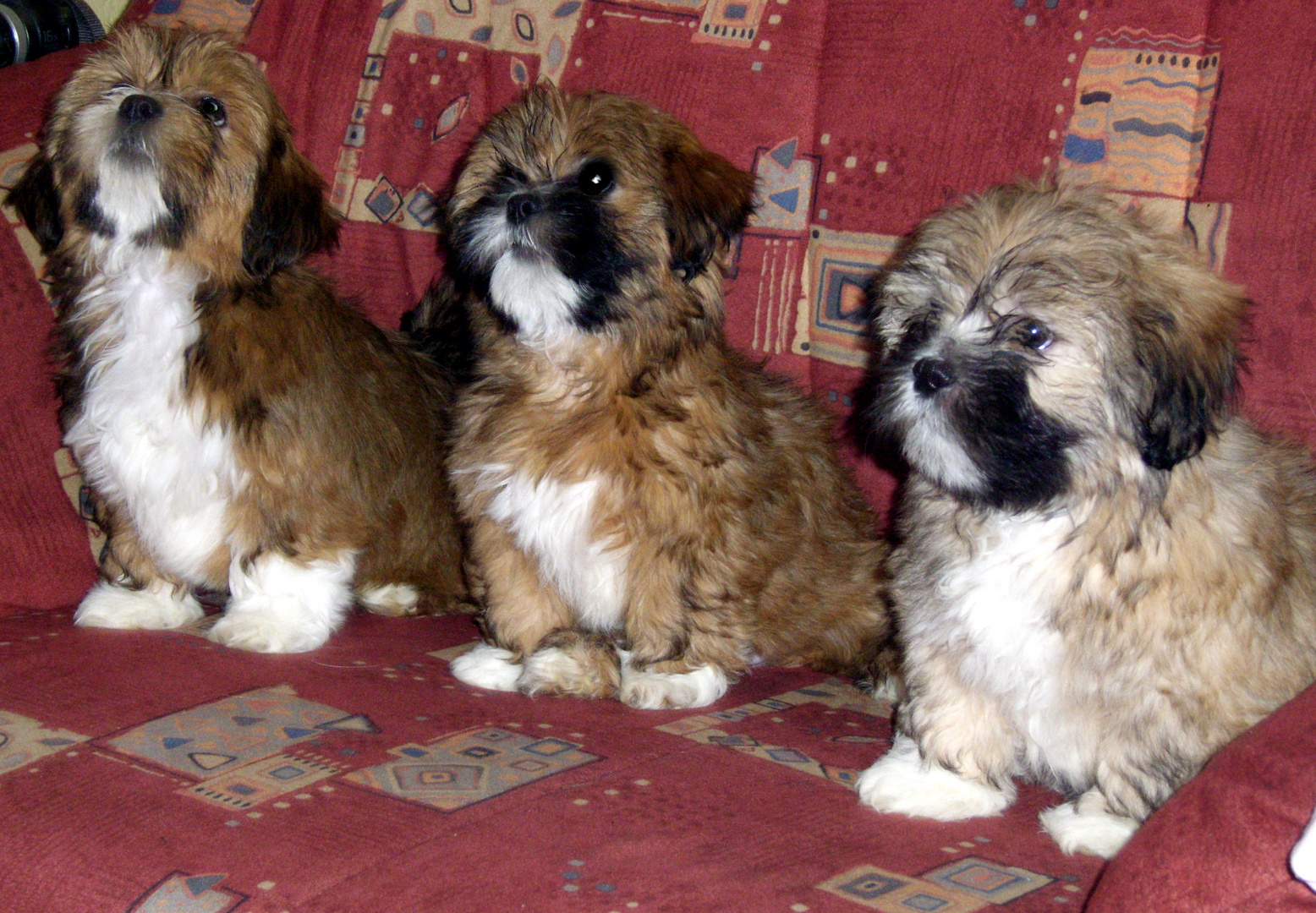 Lhasa Apso