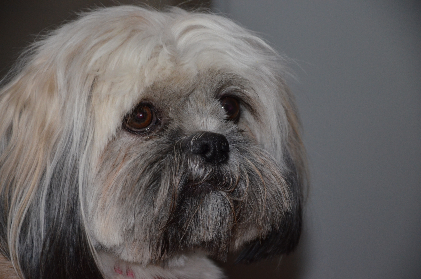 Lhassa Apso 2