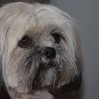 Lhassa Apso 2