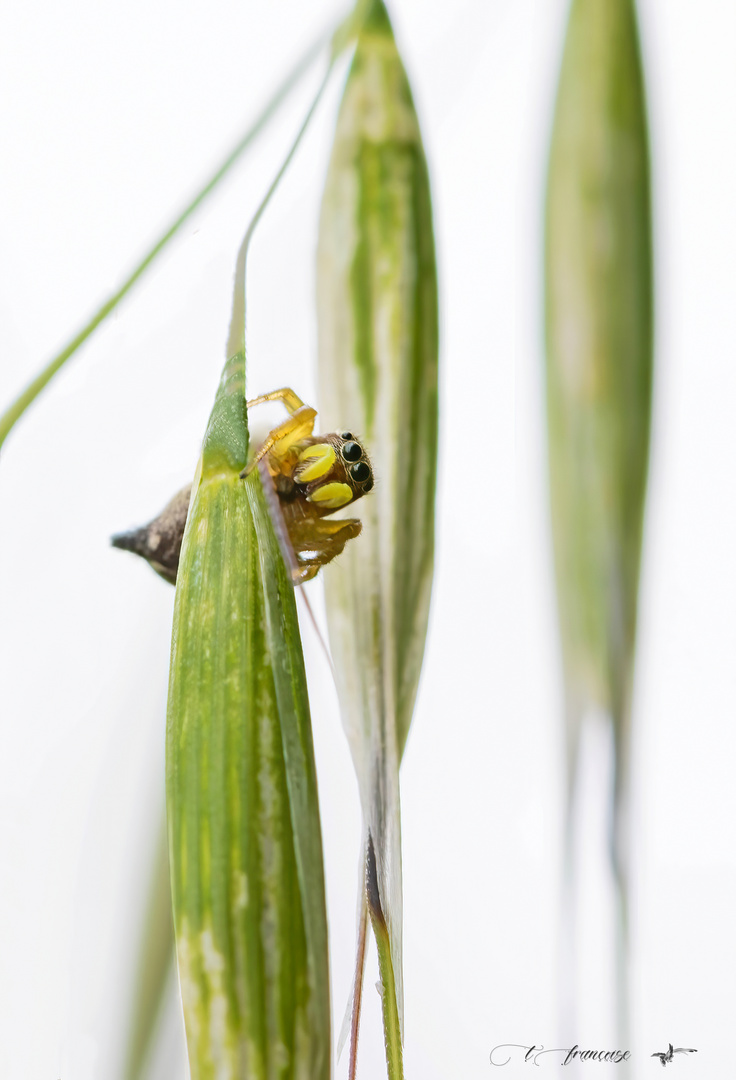 L'Heliophanus tribulosus 