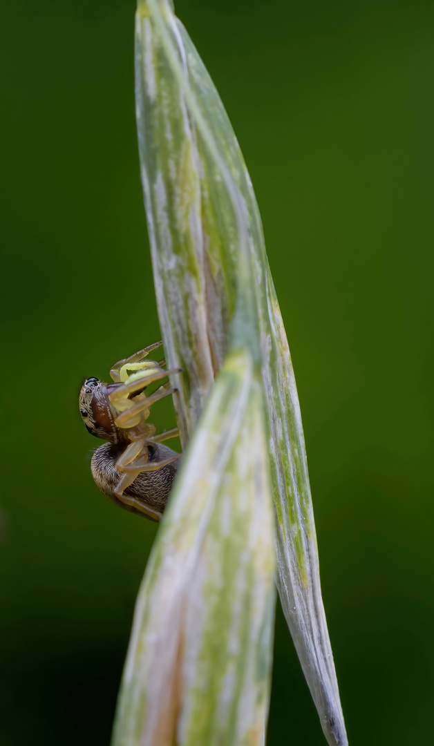 L'Heliophanus tribulosus 