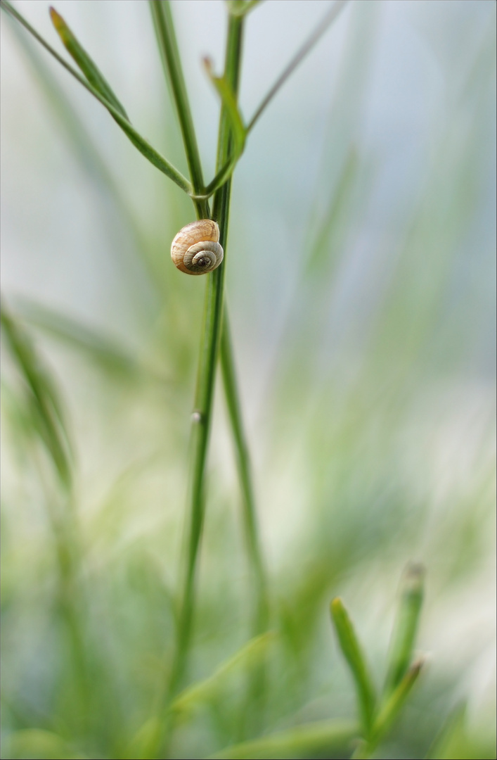 L'Herbe