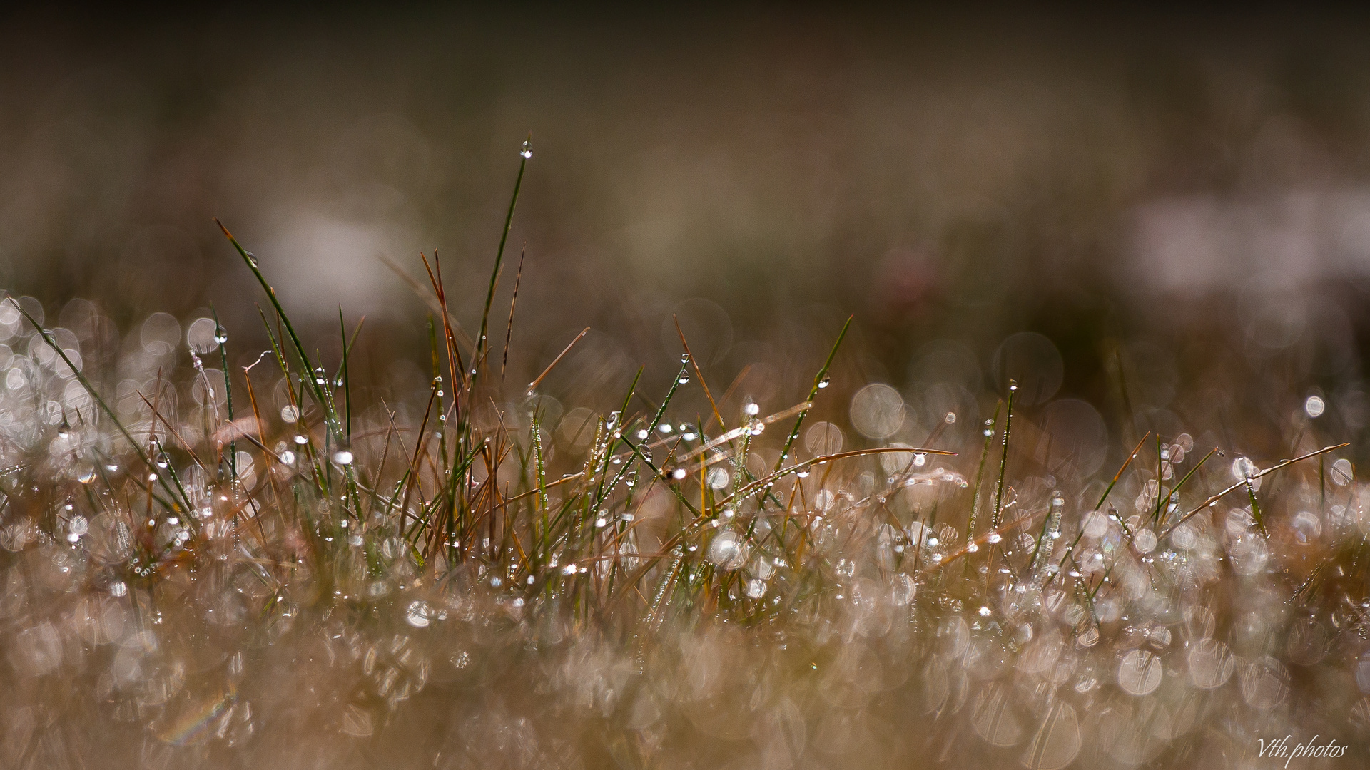 l'herbe à bulles