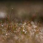 l'herbe à bulles