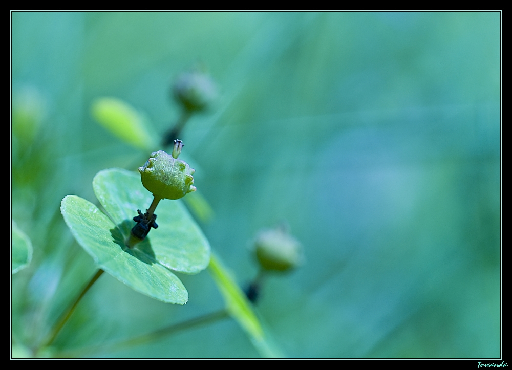 L'herbe bleue