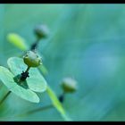 L'herbe bleue