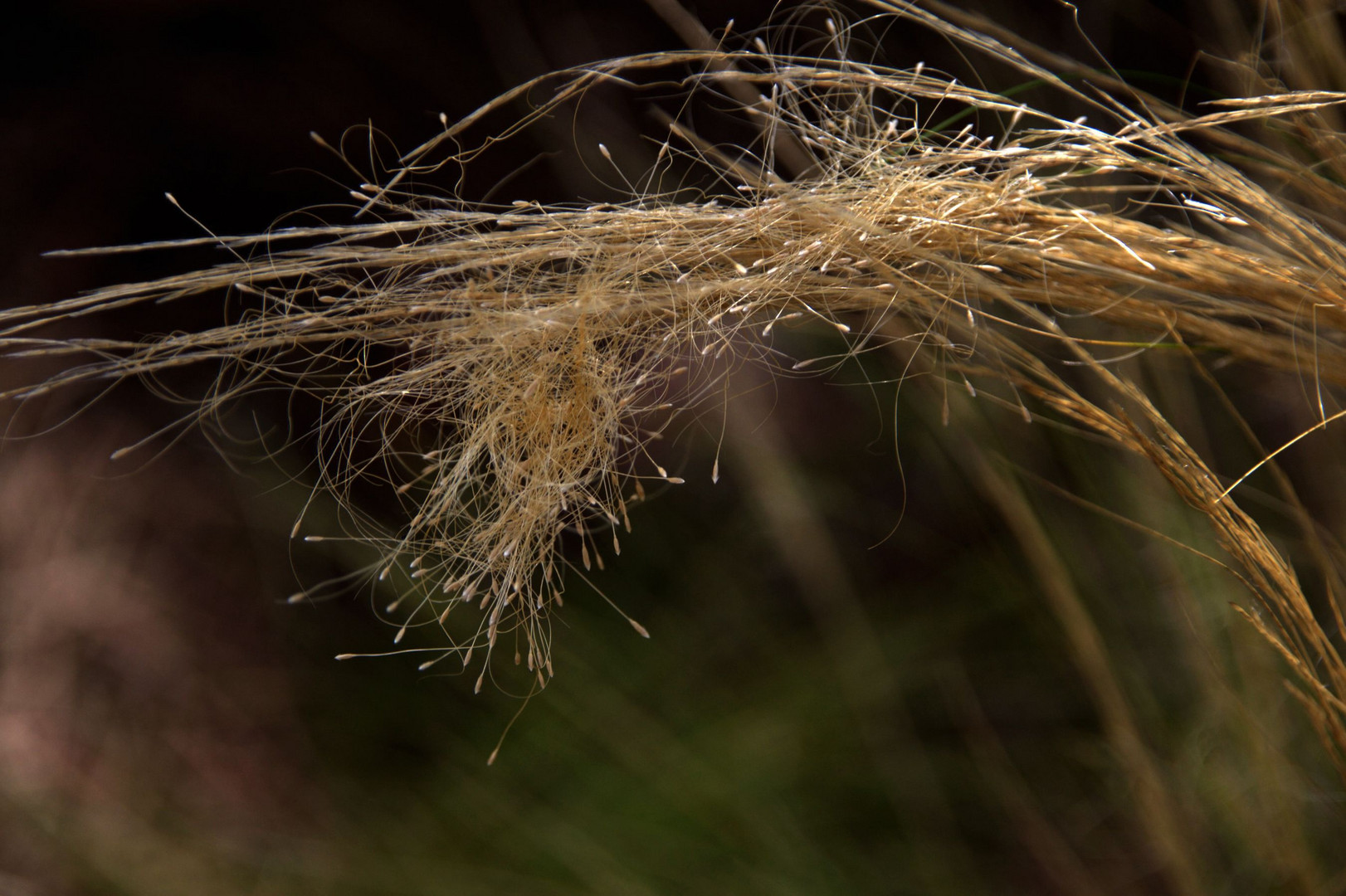 L'herbe de Hongrie