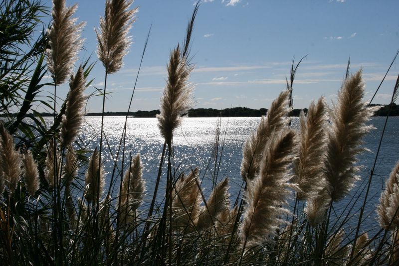 l'herbe de la pampa