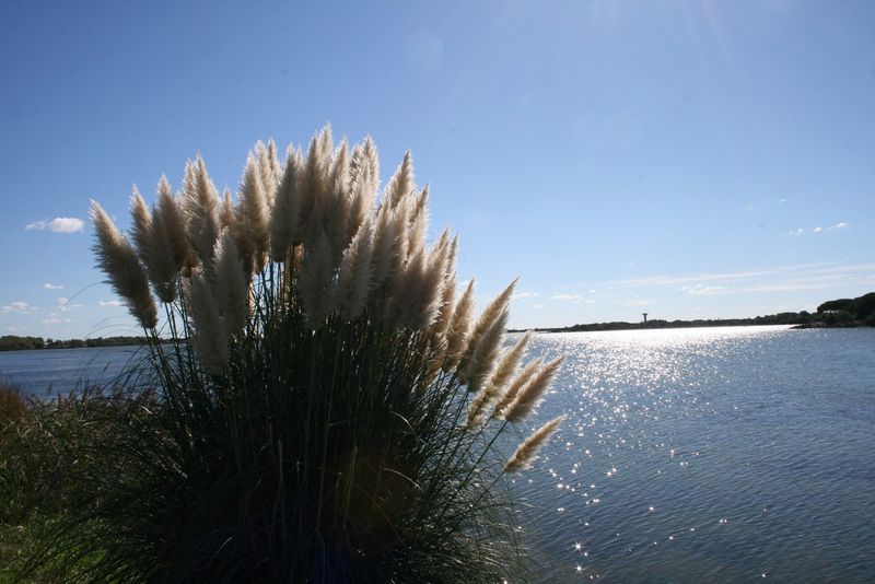 l'herbe de la pampa