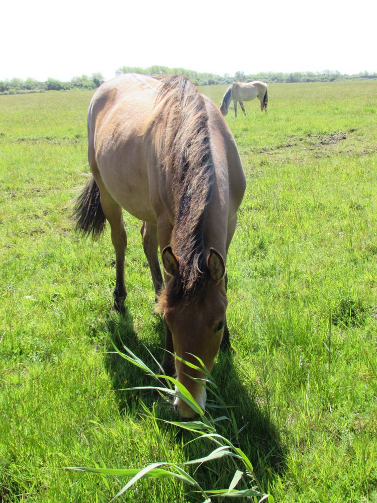 ..L'herbe est bien grasse...