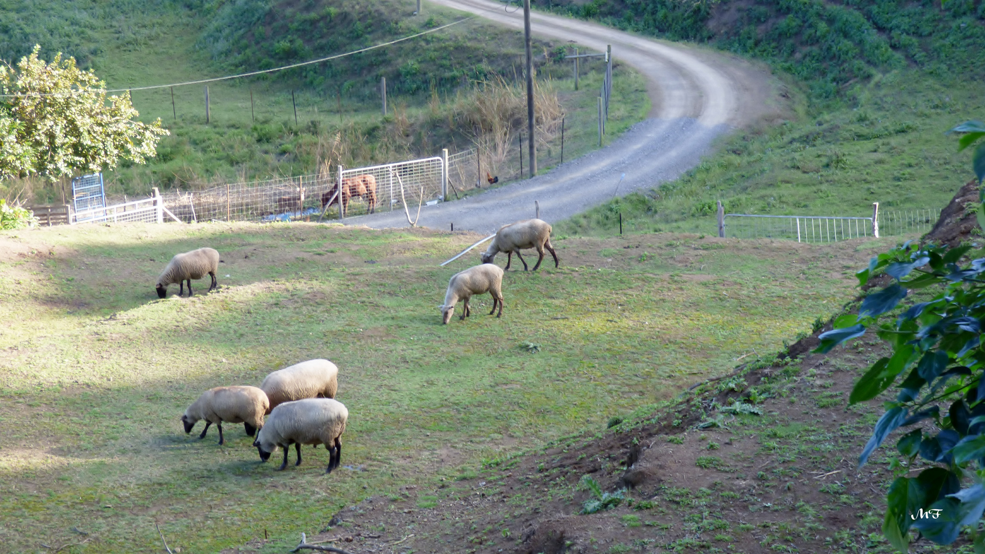 L'herbe est bonne ?