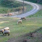 L'herbe est bonne ?