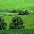 L'herbe est si verte en mon pays