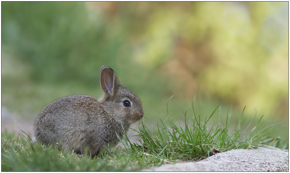 L'herbe est tendre