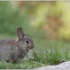 L'herbe est tendre