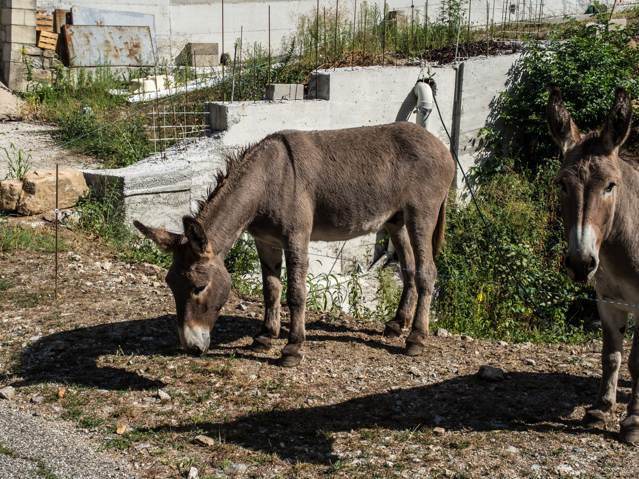 l'herbe est toujours plus verte dans le pré d'à coté