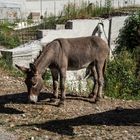 l'herbe est toujours plus verte dans le pré d'à coté