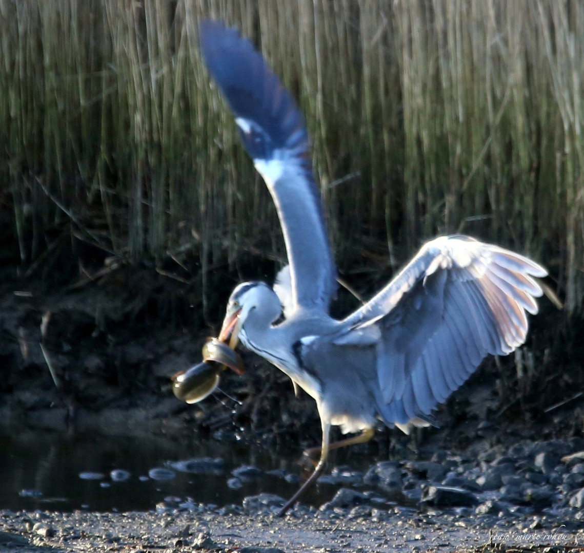 L'héron cendré ,pêcheur d'anguille