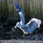 L'héron cendré ,pêcheur d'anguille