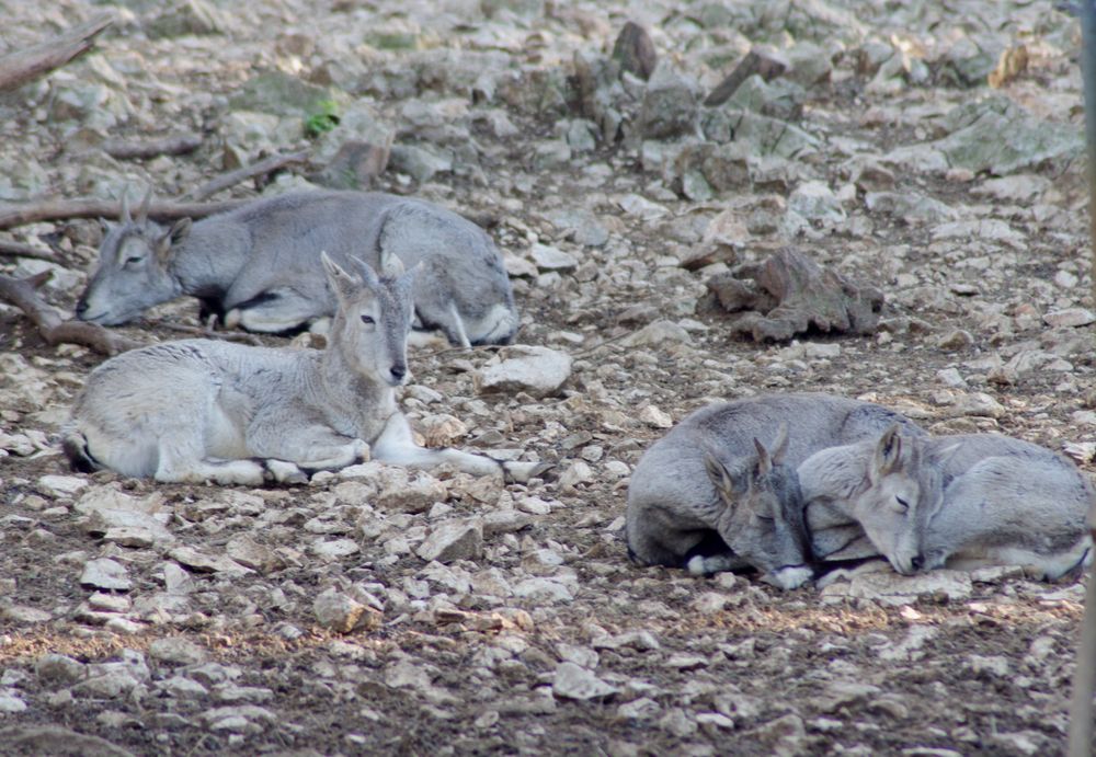 L'heure de la sieste ....